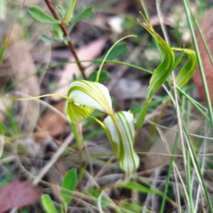 Diplodium reflexum at QPRC LGA - suppressed
