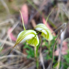 Diplodium reflexum at QPRC LGA - suppressed