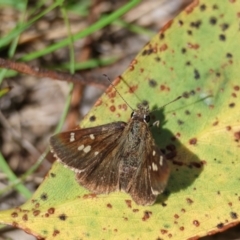 Toxidia parvula (Banded Grass-skipper) at QPRC LGA - 28 Jan 2024 by LisaH