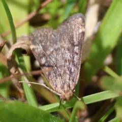 Aglossa (genus) (A Pyralid moth (Pyralinae)) at Mongarlowe River - 28 Jan 2024 by LisaH
