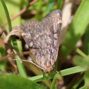 Aglossa (genus) at QPRC LGA - suppressed