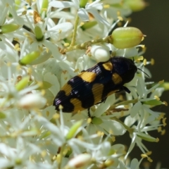 Castiarina australasiae (A jewel beetle) at Mongarlowe River - 28 Jan 2024 by LisaH