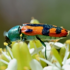 Castiarina scalaris (Scalaris jewel beetle) at Mongarlowe, NSW - 28 Jan 2024 by LisaH