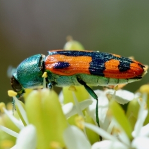 Castiarina scalaris at QPRC LGA - 28 Jan 2024