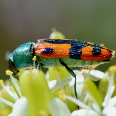 Castiarina scalaris (Scalaris jewel beetle) at QPRC LGA - 28 Jan 2024 by LisaH