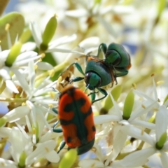 Castiarina scalaris at QPRC LGA - suppressed