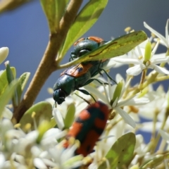 Castiarina scalaris at QPRC LGA - 28 Jan 2024