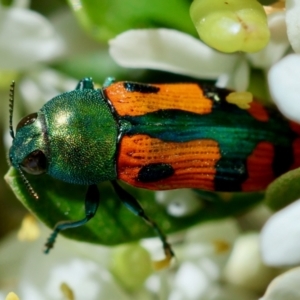 Castiarina scalaris at QPRC LGA - 28 Jan 2024