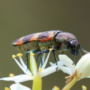 Castiarina sexplagiata at QPRC LGA - 28 Jan 2024