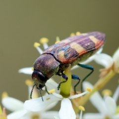 Castiarina sexplagiata at QPRC LGA - suppressed