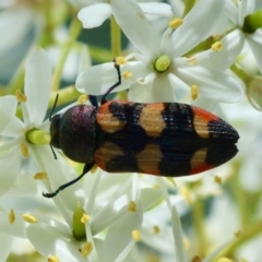 Castiarina sexplagiata at QPRC LGA - 28 Jan 2024