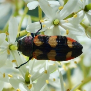 Castiarina sexplagiata at QPRC LGA - suppressed