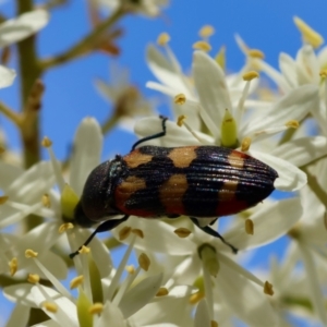 Castiarina sexplagiata at QPRC LGA - 28 Jan 2024