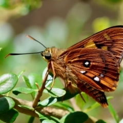 Trapezites symmomus (Splendid Ochre) at Mongarlowe, NSW - 28 Jan 2024 by LisaH