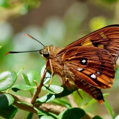 Trapezites symmomus (Splendid Ochre) at QPRC LGA - 28 Jan 2024 by LisaH