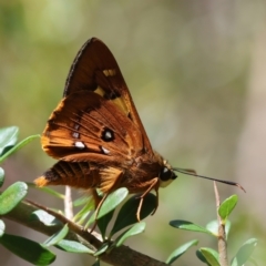 Trapezites symmomus at QPRC LGA - 28 Jan 2024