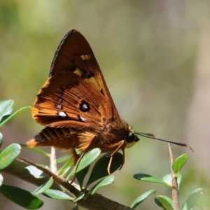 Trapezites symmomus at QPRC LGA - 28 Jan 2024