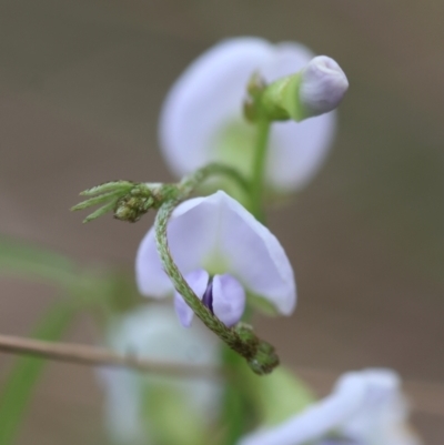 Glycine clandestina (Twining Glycine) at Mongarlowe, NSW - 28 Jan 2024 by LisaH