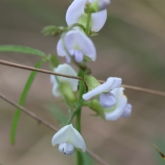 Glycine clandestina at QPRC LGA - 28 Jan 2024