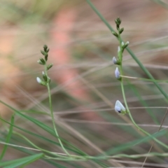 Glycine clandestina at QPRC LGA - 28 Jan 2024