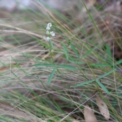 Glycine clandestina at QPRC LGA - 28 Jan 2024