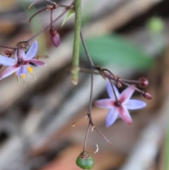 Dianella caerulea (Common Flax Lily) at Mongarlowe, NSW - 28 Jan 2024 by LisaH