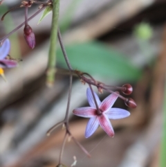 Dianella caerulea at QPRC LGA - 28 Jan 2024