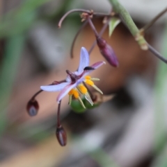 Dianella caerulea at QPRC LGA - suppressed