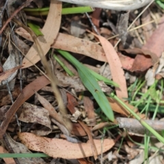 Dianella caerulea at QPRC LGA - suppressed