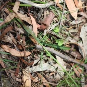 Dianella caerulea at QPRC LGA - suppressed