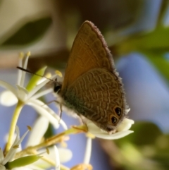 Nacaduba biocellata (Two-spotted Line-Blue) at Mongarlowe, NSW - 28 Jan 2024 by LisaH