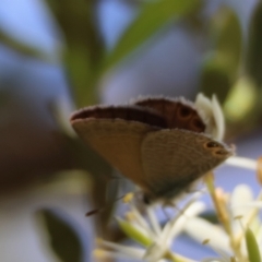 Nacaduba biocellata at QPRC LGA - suppressed