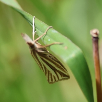 Hednota species near grammellus (Pyralid or snout moth) at Mongarlowe, NSW - 28 Jan 2024 by LisaH