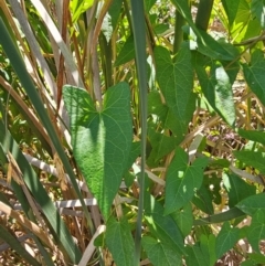 Calystegia sepium (Swamp Bindweed) at Molonglo River Reserve - 29 Jan 2024 by Jiggy