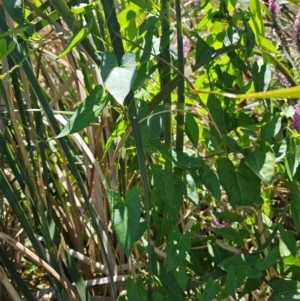 Calystegia sepium at Molonglo River Reserve - 29 Jan 2024 11:12 AM