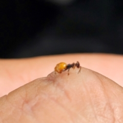 Formicidae (family) (Unidentified ant) at Kenny, ACT - 23 Jan 2024 by Jiggy