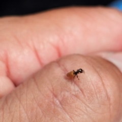 Formicidae (family) at Kenny, ACT - suppressed