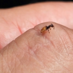 Formicidae (family) at Kenny, ACT - suppressed