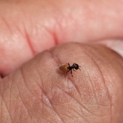 Formicidae (family) at Kenny, ACT - suppressed