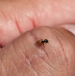 Formicidae (family) at Kenny, ACT - suppressed