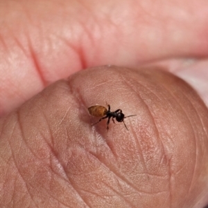 Formicidae (family) at Kenny, ACT - suppressed