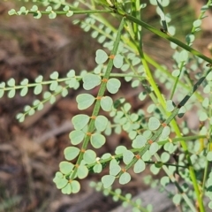 Indigofera adesmiifolia (Tick Indigo) at The Pinnacle - 27 Jan 2024 by sangio7