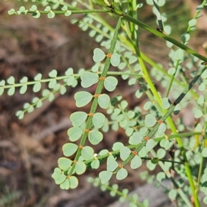 Indigofera adesmiifolia at The Pinnacle - 27 Jan 2024