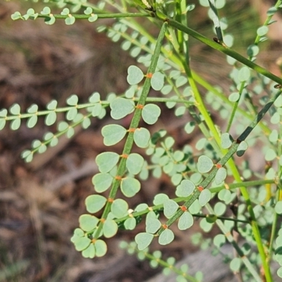 Indigofera adesmiifolia (Tick Indigo) at Whitlam, ACT - 26 Jan 2024 by sangio7