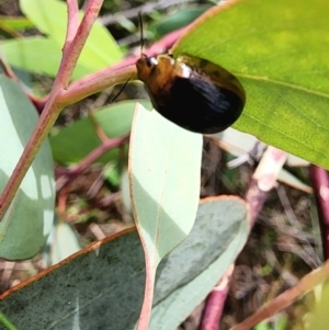 Paropsisterna cloelia at Gundaroo, NSW - 23 Jan 2024