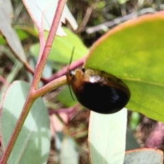 Paropsisterna cloelia at Gundaroo, NSW - 23 Jan 2024 01:37 PM