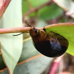 Paropsisterna cloelia at Gundaroo, NSW - 23 Jan 2024