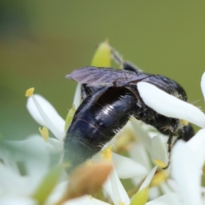 Tiphiidae (family) at Mongarlowe River - suppressed