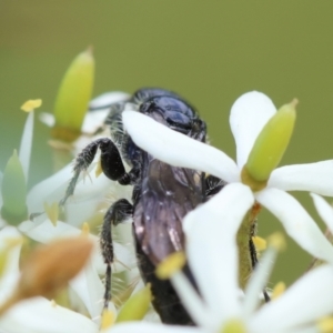 Tiphiidae (family) at Mongarlowe River - 28 Jan 2024