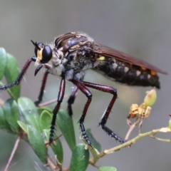 Unidentified Robber fly (Asilidae) at QPRC LGA - 28 Jan 2024 by LisaH